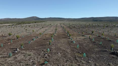 vista aérea de la nueva plantación de algunos árboles de ericacea y árboles de calluna vulgaris para ayudar en la recolección de agua de lluvia, drone moviéndose a la derecha mostrando la extensión de la plantación, 4k, 60fps