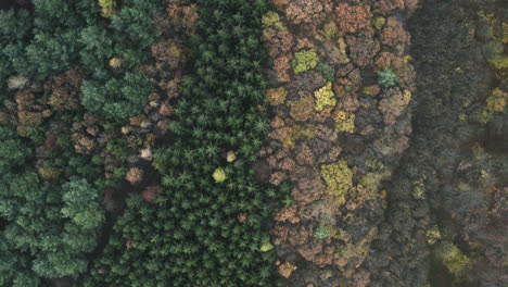 aerial overhead push-in shot of colorful forest in czech republic