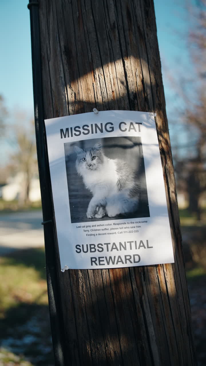 Vista vertical de cartaz de gato desaparecido em poste de madeira, aviso de rua suburbana oferecendo recompensa por informações sobre animal de estimação perdido
