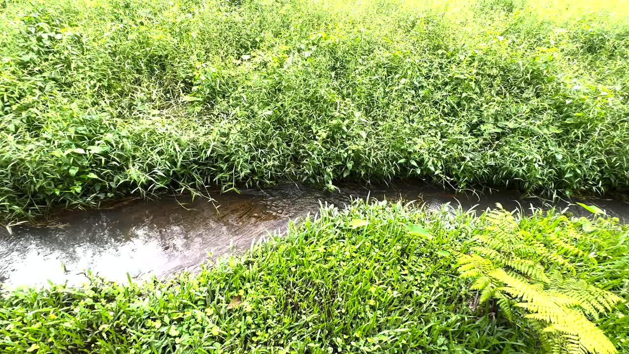 Ruscello che scorre tra la vegetazione verde nel Parco Naturale di Windsor, Singapore