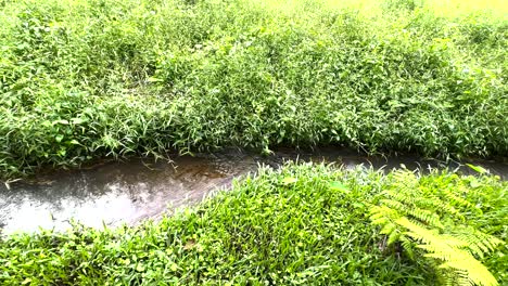 flowing creek between green vegetations in windsor nature park, singapore