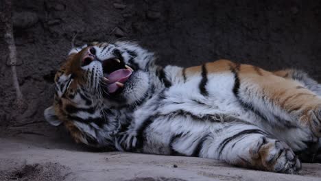 close-up of a tiger yawning