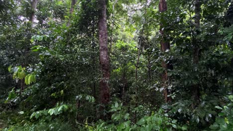 panning across lush jungle rainforest dense tropical woodland foliage and shade