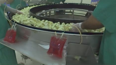 vaccination in a chick production line in a hatchery factory intended for large henhouses