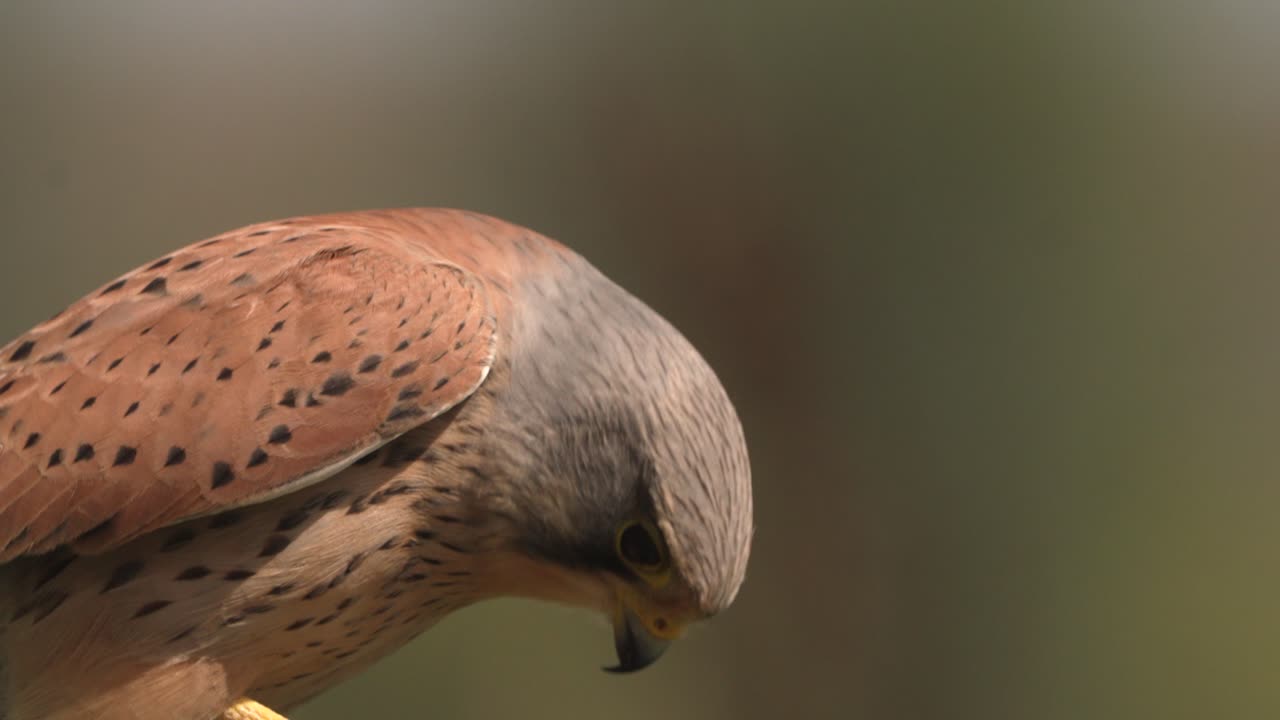 Dangerous bird of prey looking directly into camera, distance view