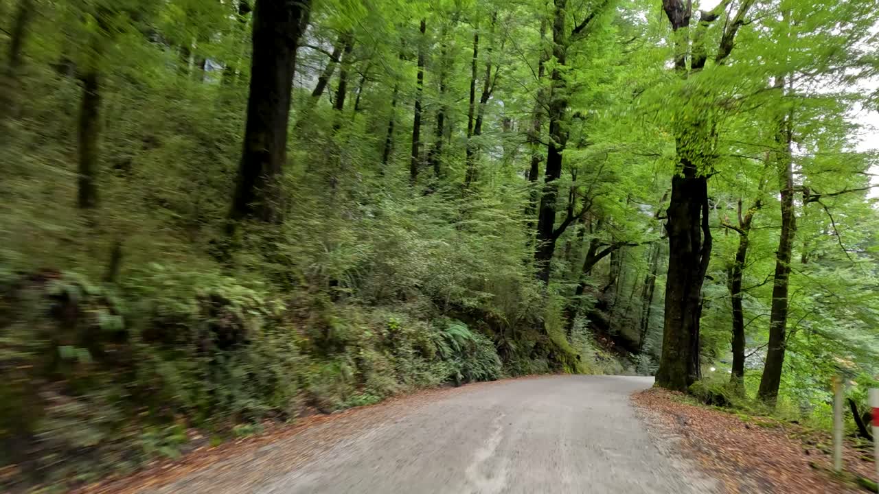 Vehicle travels winding forest road, vibrant green foliage, natural daylight, smooth forward camera movement