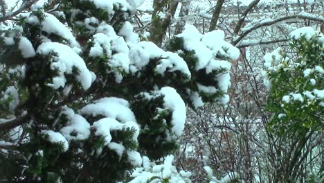 Heavy-snowfall-during-a-snow-storm-in-the-month-of-March-covering-the-fern-tree-in-an-English-garden