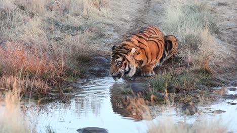 Piel-Naranja-Vibrante-De-Tigre-De-Bengala-Bebiendo-Agua-De-Un-Estanque-Fangoso