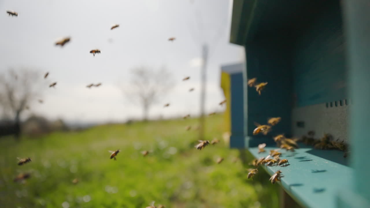 Honey bees loaded with nectar and pollen fly back to the hive. Bees fly in front of the entrance of the colored hive