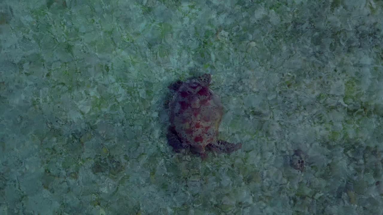 close up drohn Sea turtle swimming calmly in clear water over a sandy and coral seabed, viewed from an aerial perspective. Nice aerial view vertical bird's eye view drone