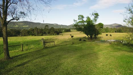 4k-30fps-drone-shot-of-cows-on-a-pasture