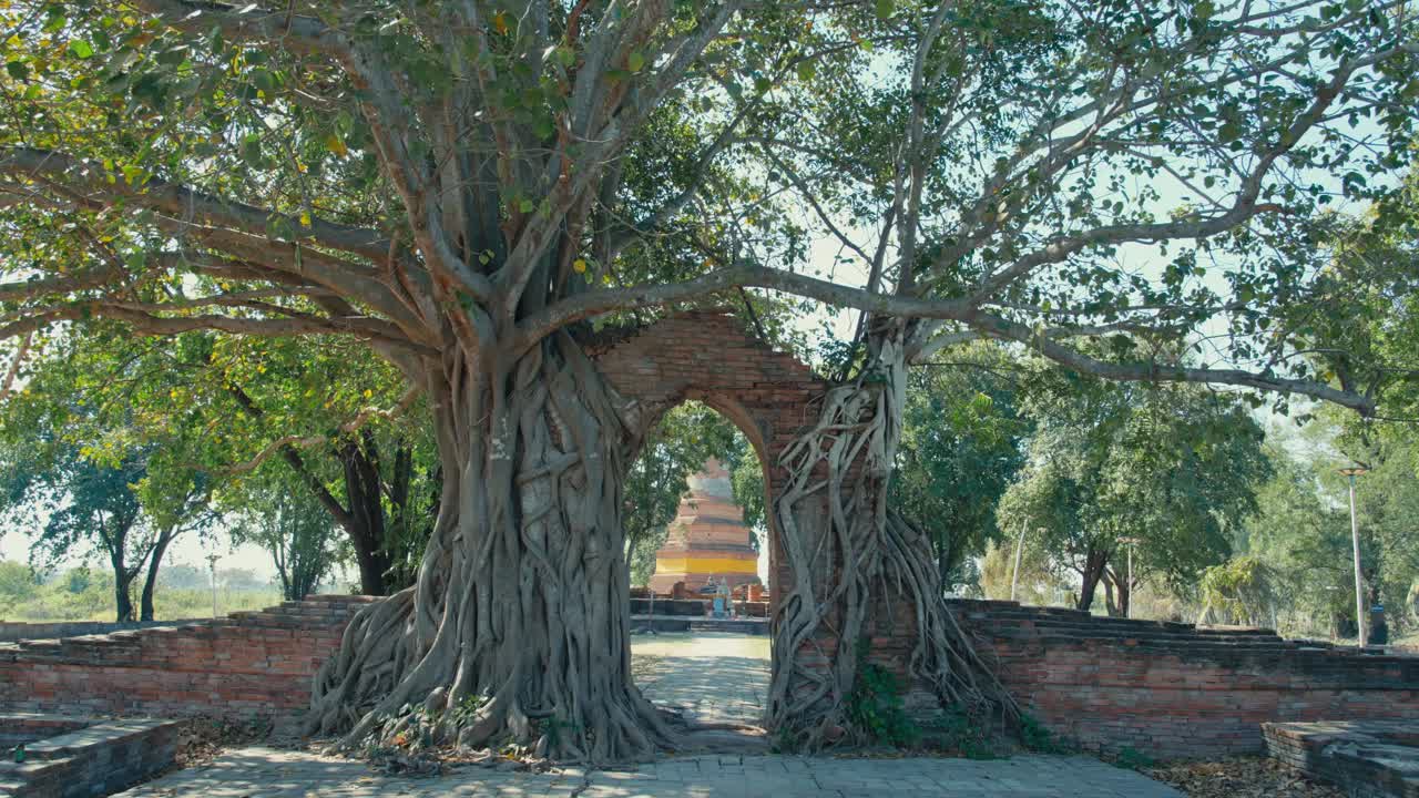 Cinematico 4K: viaggio su una porta di un tempio antico con radici che crescono su di essa (porta del tempo)