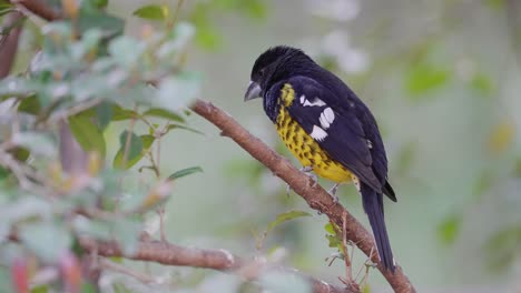 pretty black and yellow colored pheucticus aureoventris bird in jungle of south america,macro