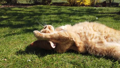 orange - red cat rolling in the grass on a sunny day enyoing itself