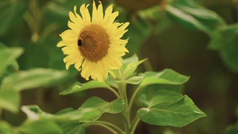 un abejorro recoge el polen y el néctar en el girasol en flor
