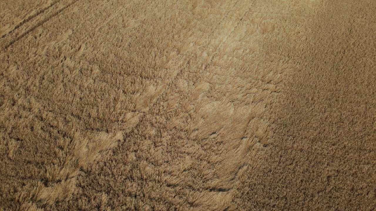 성숙한 곡물, 황금 귀의 카이 보입니다. 항공 사진.