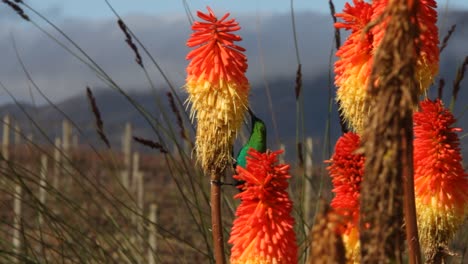 Zuckervogel-Sitzt-Auf-Aloe