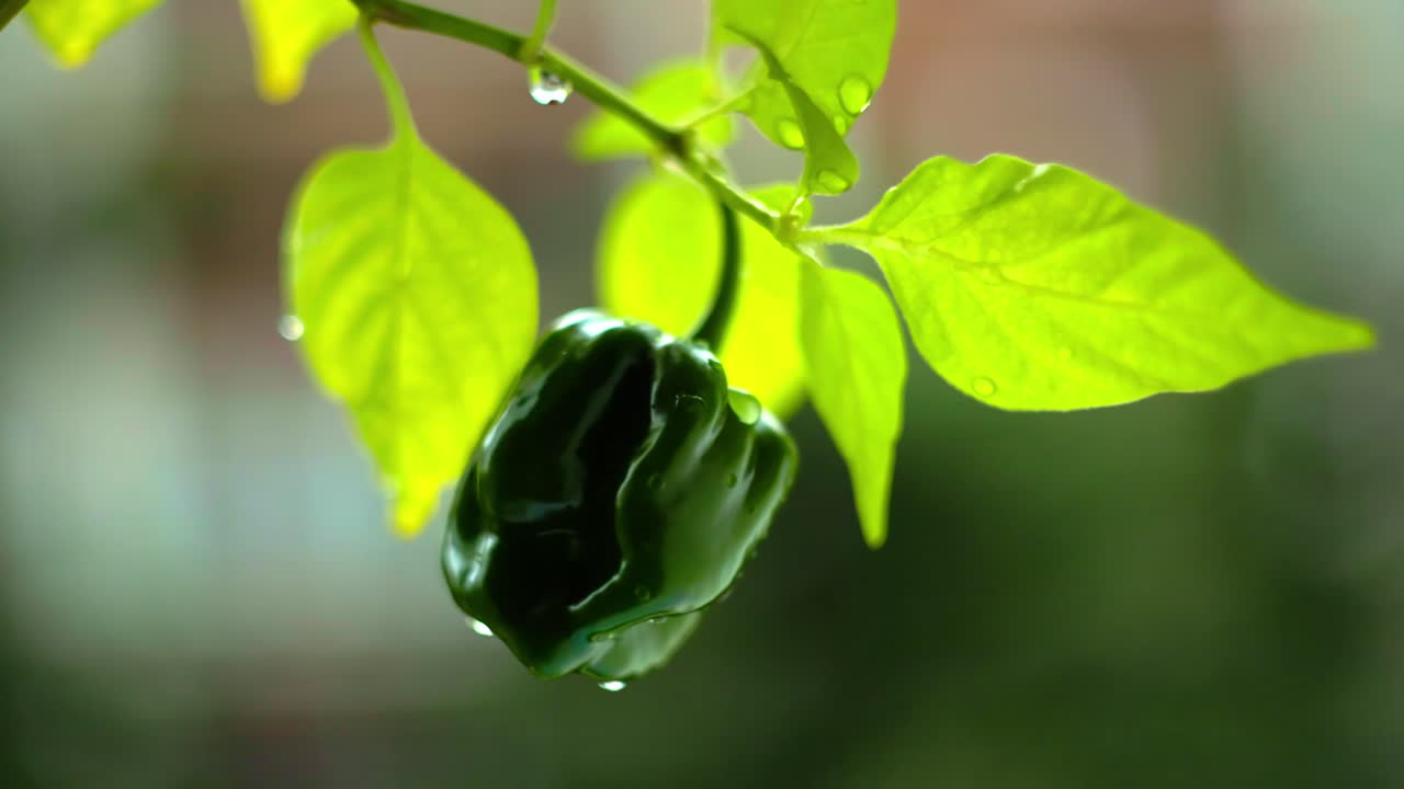el sabroso pimiento verde picante deleita la planta caliente fresca y vibrante en una macro de primer plano de la granja