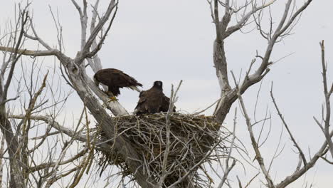 bald eagle with two chicks on nest jumping on branch