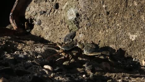 crab climb the rock on pitcairn island