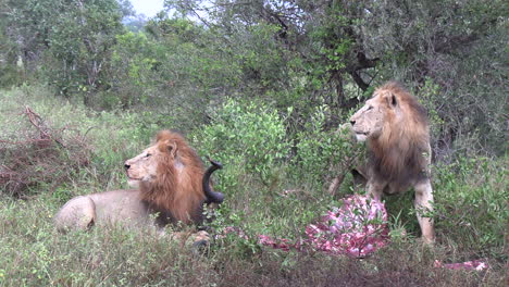 male lions look up as they feed on a kudu kill