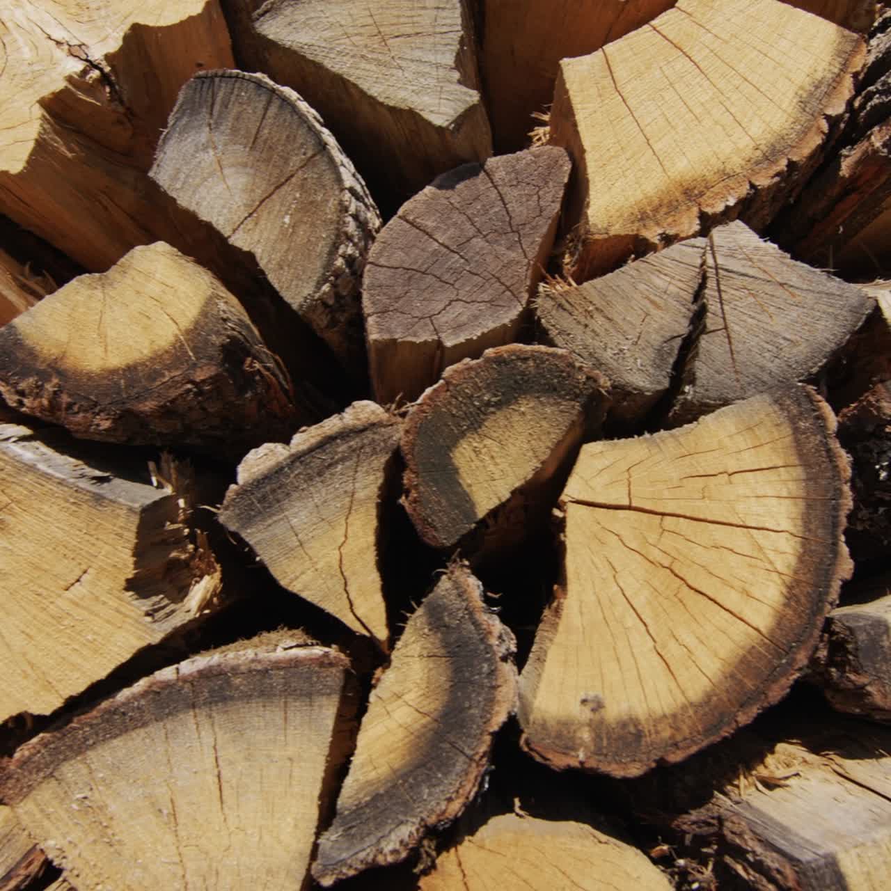 Prickly oak wood lies in the floor