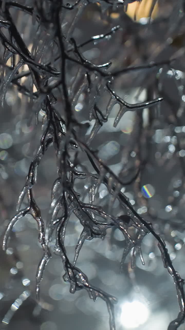 Primo piano di rami spogli coperti di brina, con bucaneve su foglie verdi, che creano una magica scena invernale, con uno sfondo sfocato e luci brillanti provenienti dagli edifici.