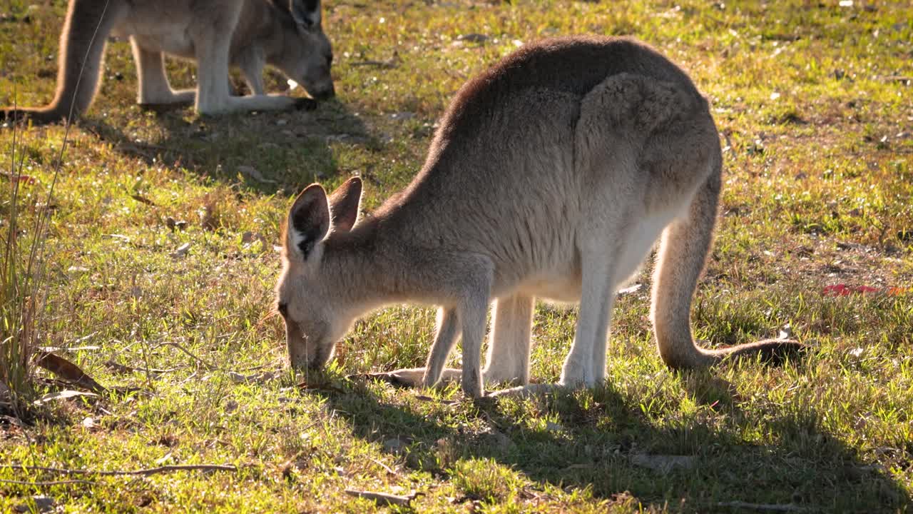 el canguro gris oriental se alimenta en el sol de la mañana, el parque de conservación del lago coombabah, gold coast, queensland