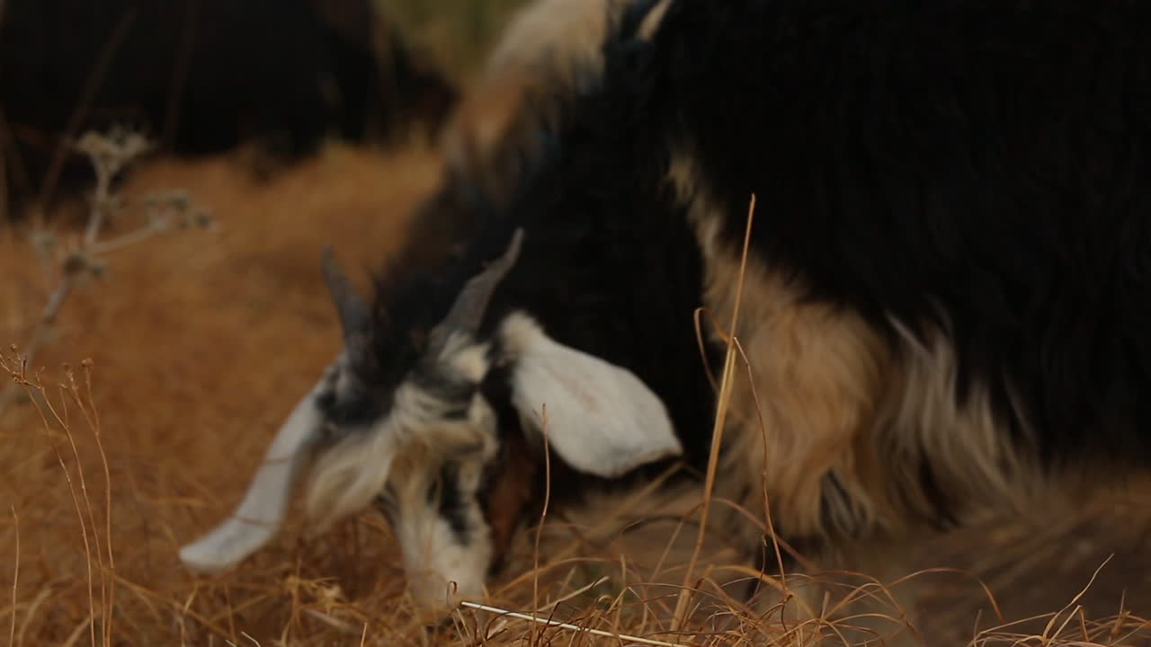 cabra pastando en la hierba seca