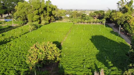 Vista-Aérea-De-Plantaciones-Verdes-En-El-País-Asiático,-Verano