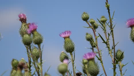 scottish thistle swaying in the wind attracting bees collecting pollen