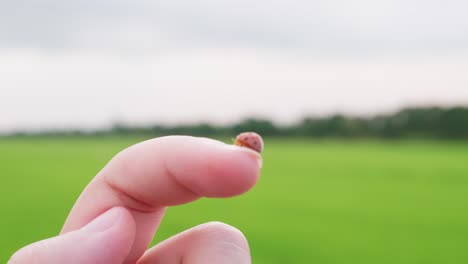 close up of a cute ladybug or ladybird beetle walking on the nail with a rice field background