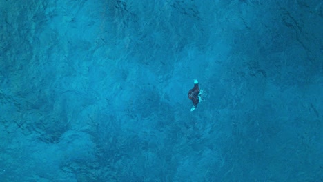 Turquoise-blue-ocean-water-with-black-and-white-tipped-manta-ray-feeding-and-descending-below-surface,-aerial-drone