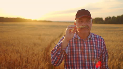 Close-up-of-senior-adult-farmer-holding-a-spikelet-with-a-brush-of-wheat-or-rye-in-his-hands-at-sunset-looking-closely-studying-and-sniffing-enjoying-the-aroma-in-slow-motion-at-sunset