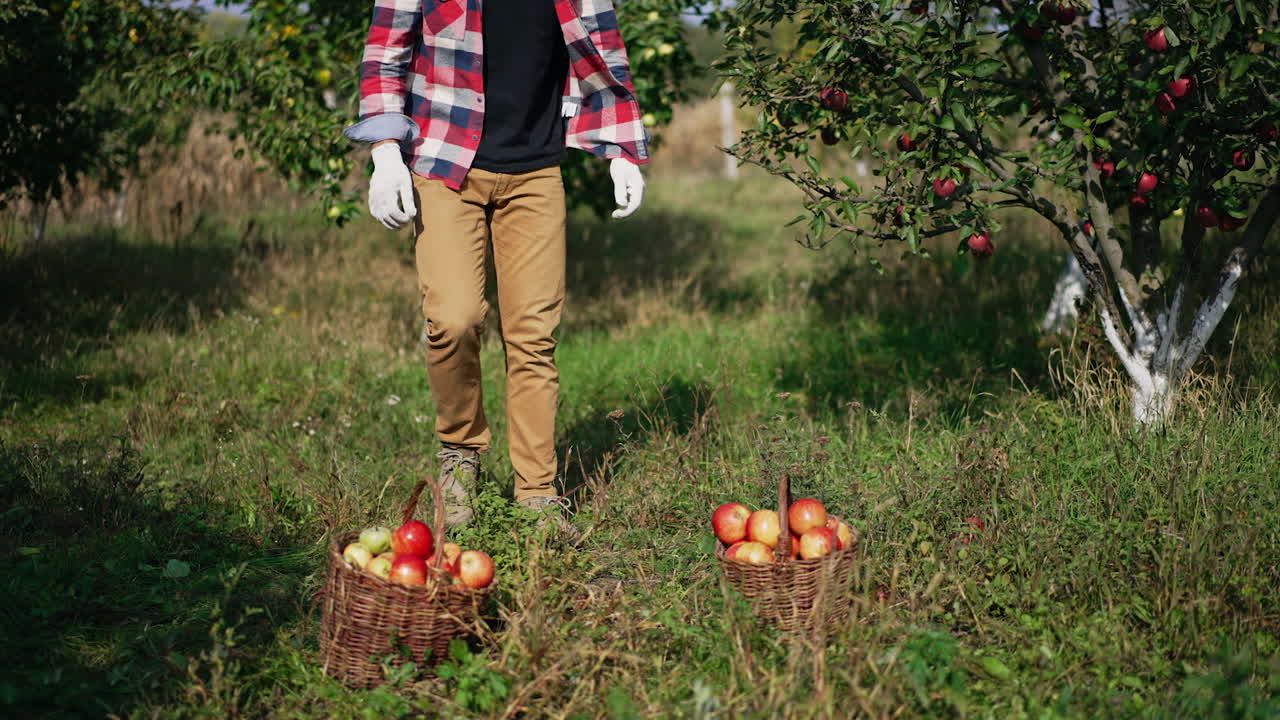 Young strong male farmer comes up to baskets full of red ripe apples. Man takes the fruit and walks away. Sunny day in the garden on harvest season.