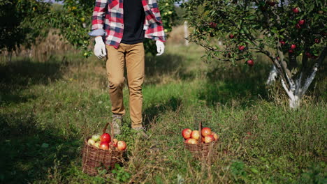 young strong male farmer comes up to baskets full of red ripe apples. man takes the fruit and walks away. sunny day in the garden on harvest season.