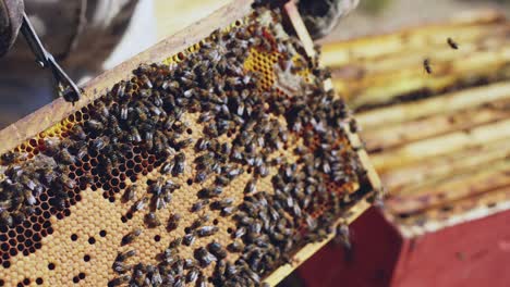 close-up of bees on a honeycomb frame from a beehive