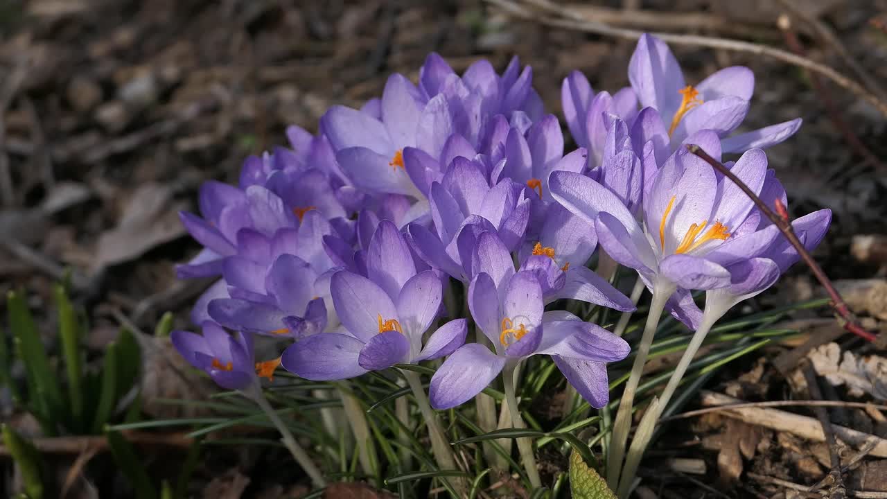 Lilac flowers Early crocus growing in early spring