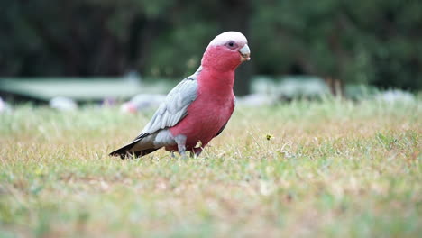 Männlicher-Galah---Rosenbrustkakadu,-Der-Samen-Auf-Feld-Mit-Gras-In-Australien-Sucht-Und-Pickt