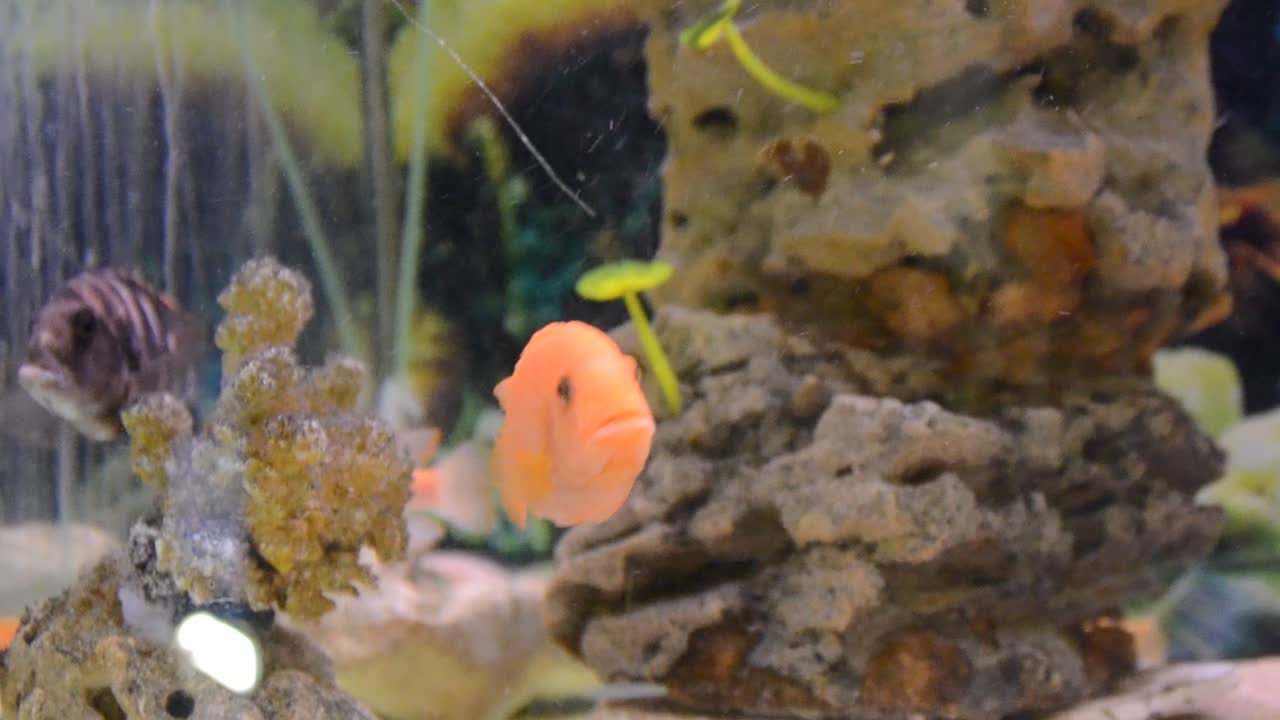 Akvarium med fisk
