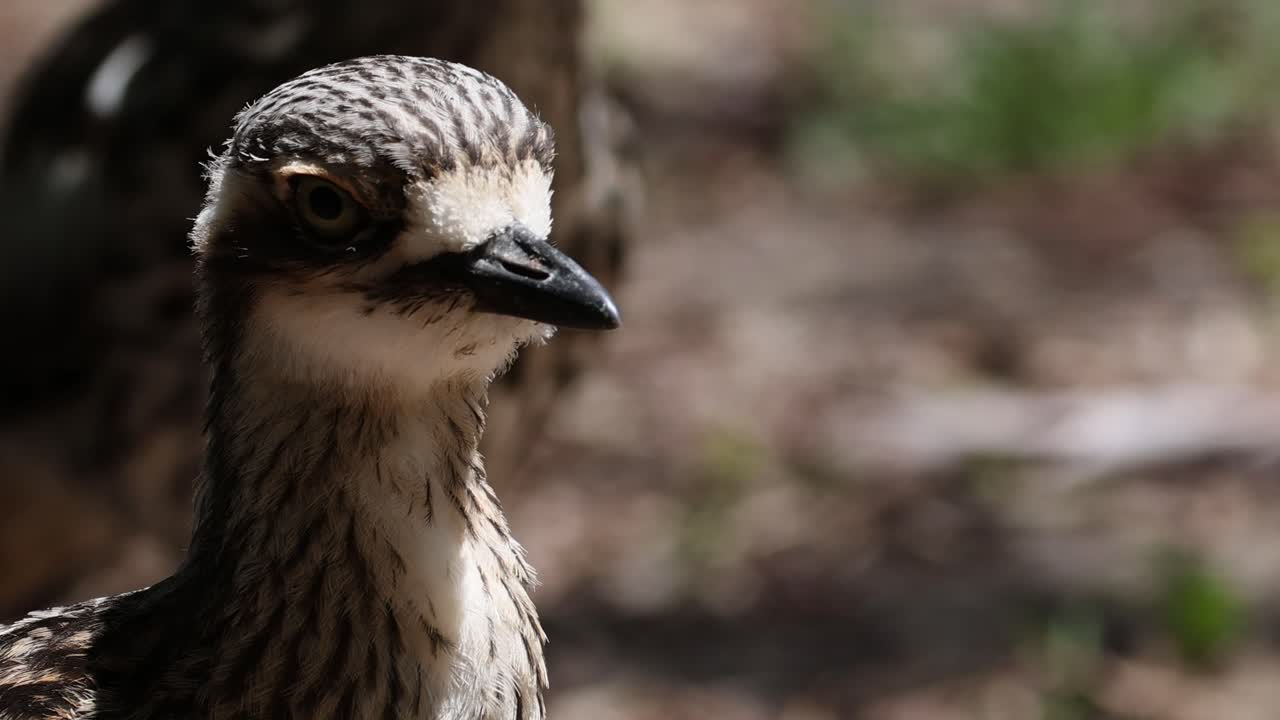 pájaro girando la cabeza, observando el entorno natural