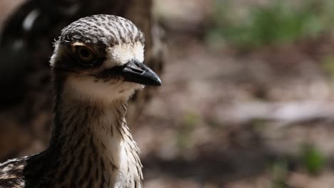 bird turning head, observing natural environment