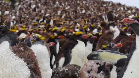 panorámica a través de una gran colonia de pingüinos macaroni