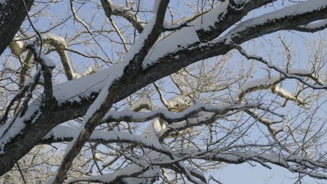 large frosty oak tree branch in winter