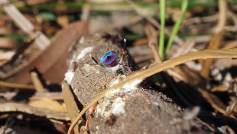 Adorable-peacock-spider-gets-rejected-by-female-and-looks-sad