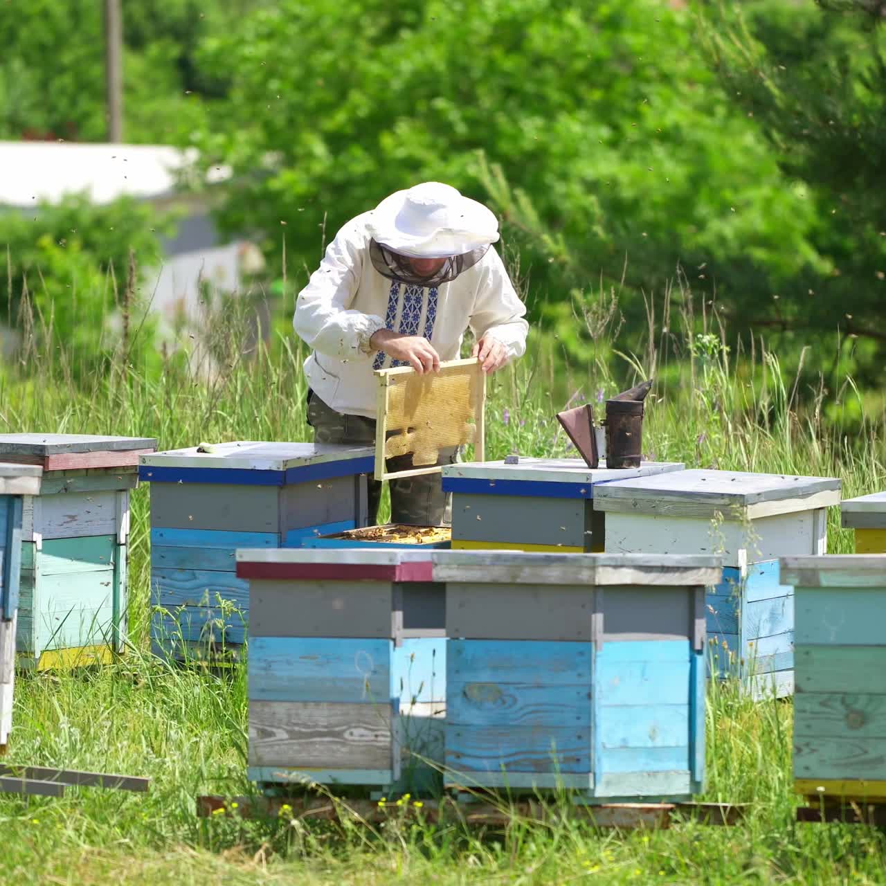 Apiculturist near beehives. Professional beekeeper examining bees at the apiary in summer. Apiarist works in the bees farm among nature.