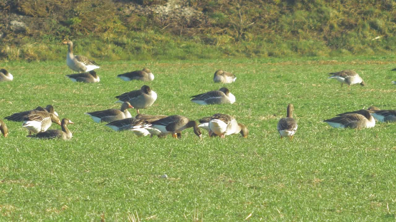 hermoso gran rebaño de cría de gansos grises en el verde campo agrícola del norte de europa durante la temporada de migración, soleado día de primavera, disparo distante de primer plano en ángulo medio bajo