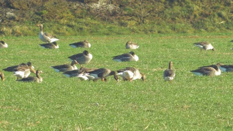 Beautiful-large-flock-of-Greylag-goose-breeding-in-the-green-agricultural-field-Northern-Europe-during-migration-season,-sunny-spring-day,-distant-medium-low-angle-closeup-shot