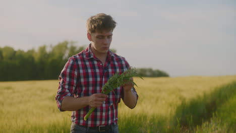farmer examines oat ears in hands during golden hour