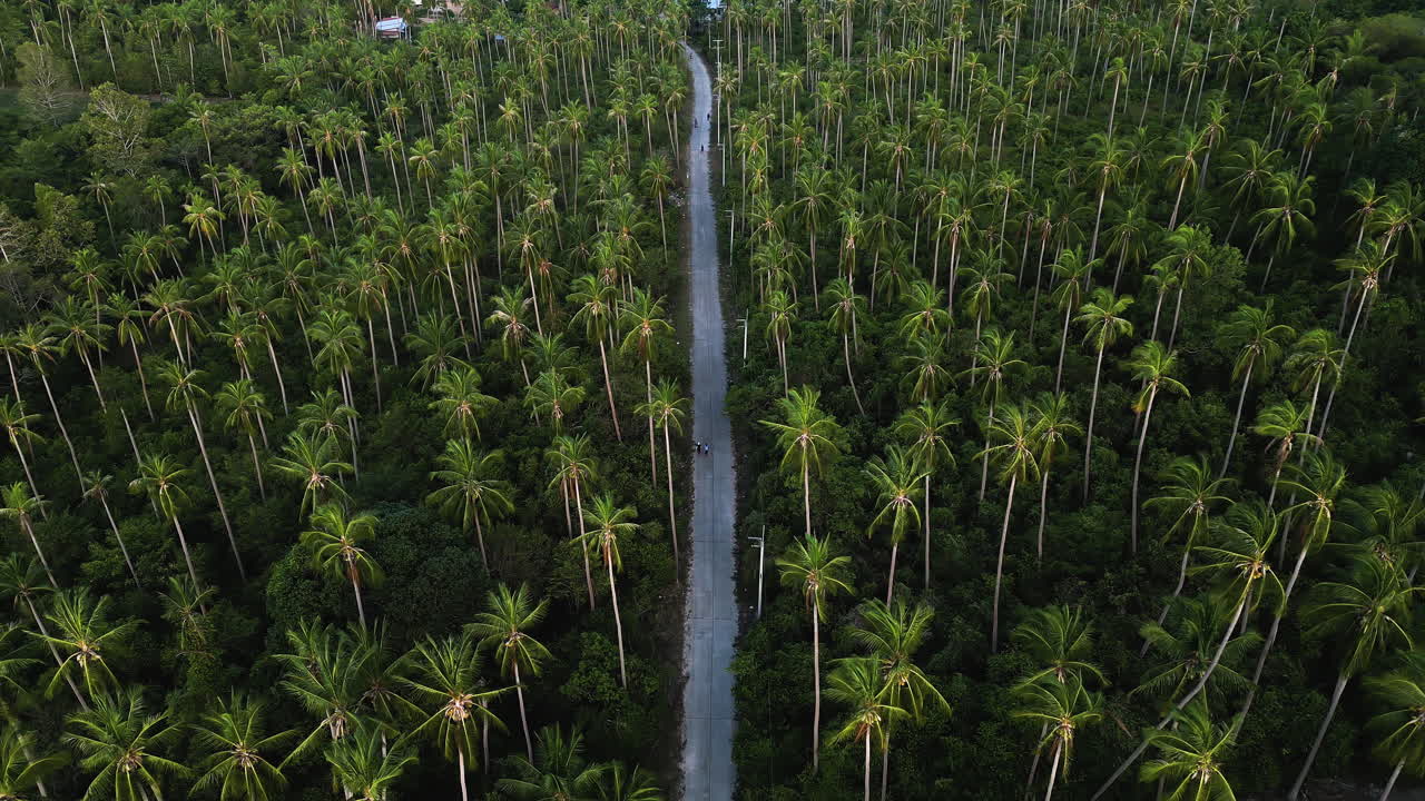 Single Road Surrounded by Tropical Palm Tree Forest, Aerial
